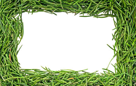 Frame made with fir needles isolated on white background