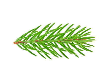 Closeup of Fir tree branch isolated on white background
