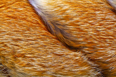 Texture of red fox fur, close up
