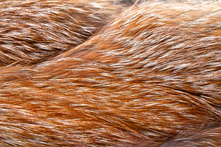 Texture of red fox fur, close up