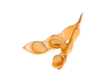 Soybean pods isolated on white background. Soya - protein plant for health food.