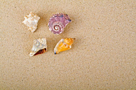 Sand with seashells can be used as background