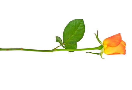 Orange rose isolated on white backgroundの写真素材