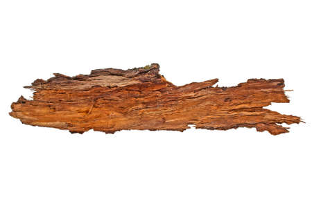 Bark tree isolated on a white backgroundの写真素材
