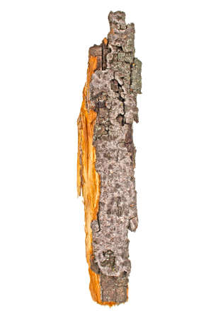 Bark tree on a white backgroundの写真素材