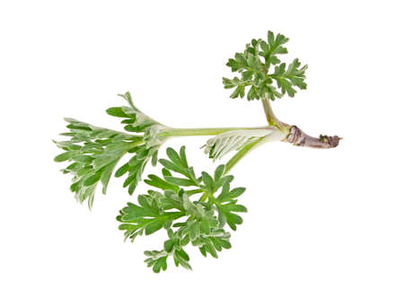 Sagebrush sprig isolated on white backgroundの写真素材