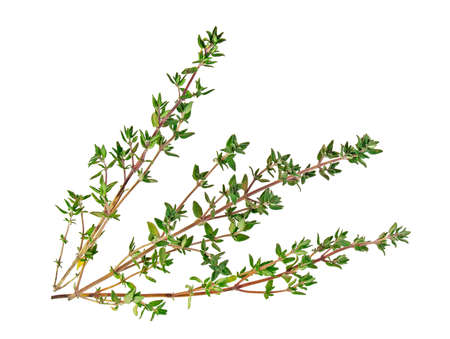 Thyme sprigs isolated on a white backgroundの写真素材