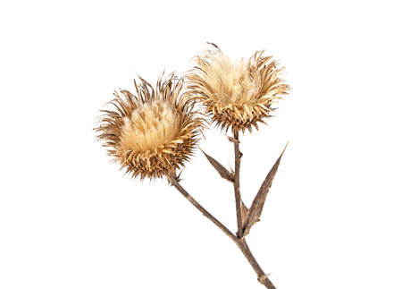 Dried milk Thistle plant on a white background. Scotch thistle, Cardus marianus.の写真素材
