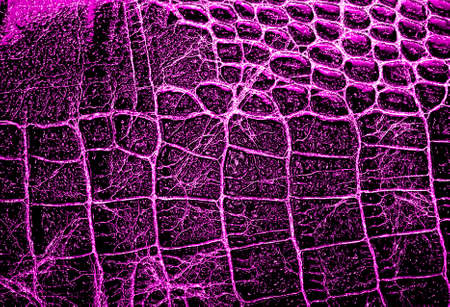Violet alligator patterned backgroundの写真素材