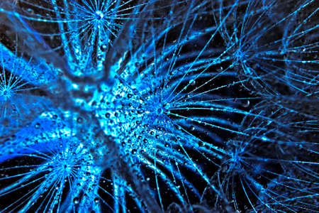 Abstract image of dandelion with dew. Close-up of dewdrop on the head of dandelion.