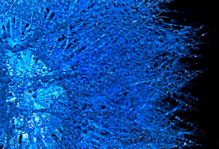 Abstract image of dandelion with dew. Close-up of dewdrop on the head of dandelion.の写真素材