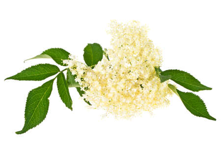 Elderberry flower with leaves on a white backgroundの写真素材