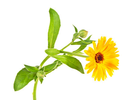 Calendula flower isolated on a white background. Marigold.の写真素材