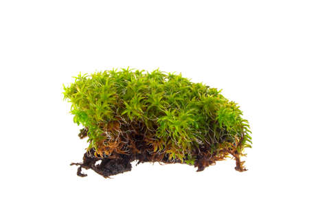 Green moss isolated on white background, closeupの写真素材