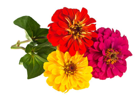 Bouquet of colored zinnia flowers on a white backgroundの写真素材