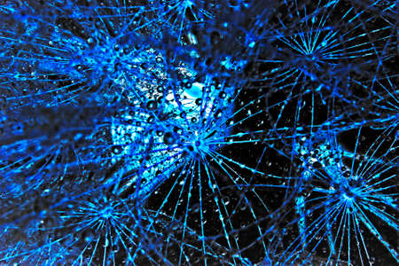 Abstract image of dandelion with dewの写真素材