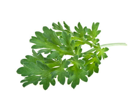 Medicinal plants. Sagebrush. Wormwood plant on a white background.