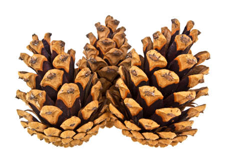 Close-up of three natural pine cones isolated on a white backgroundの写真素材
