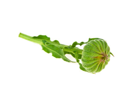 Bud of calendula flower on a white backgroundの写真素材