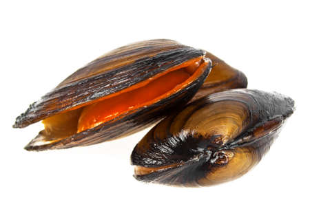 Three fresh clams on a white backgroundの写真素材