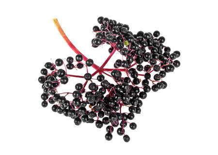 Fresh black elderberry fruit isolated on a white backgroundの写真素材