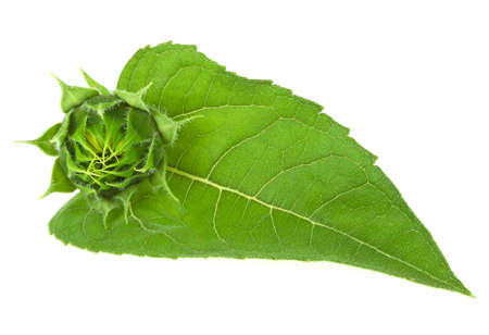 Green leaf of sunflower on a white backgroundの写真素材