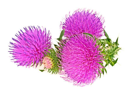 Milk thistle flowers isolated on a white backgroundの写真素材