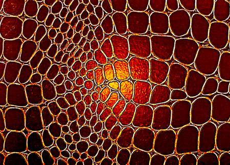 Brown leather background or texture, alligator