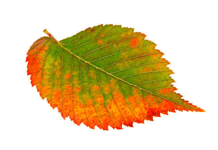 Autumn leaf on a white background
