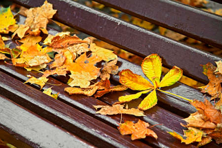 Yellow leaves on a wooden bench. Park bench and autumn yellow leaves.の写真素材