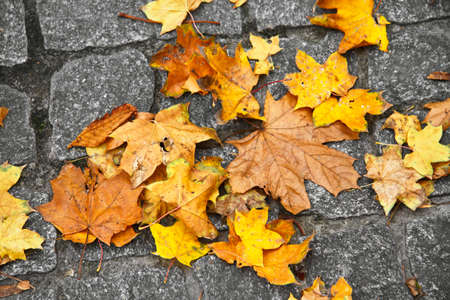 Yellow leaves on cobblestone pavement, autumnの写真素材