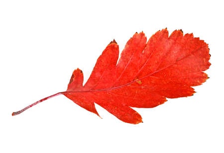 Autumn leaf isolated on a white backgroundの写真素材