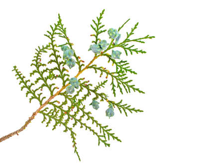 Twig of thuja on a white backgroundの写真素材