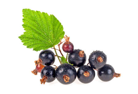 Black currant branch with leaves isolated on a white backgroundの写真素材