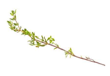 Thyme fresh herb isolated on a white backgroundの写真素材