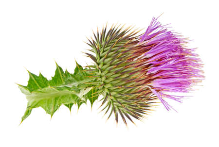 Thistle flower isolated on white backgroundの写真素材
