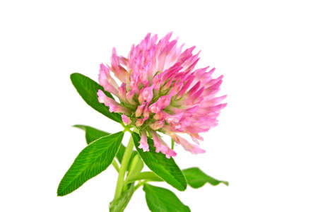 Clover or trefoil flower isolated on a white background,  medicinal herbsの写真素材