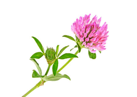 Clover flower with green leaves, isolated on a white backgroundの写真素材