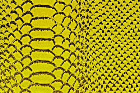 Yellow snake skin, as backgroundの写真素材