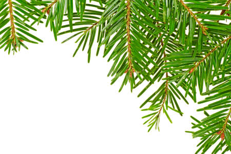 Christmas fir tree frame background. Spruce twigs on white background.