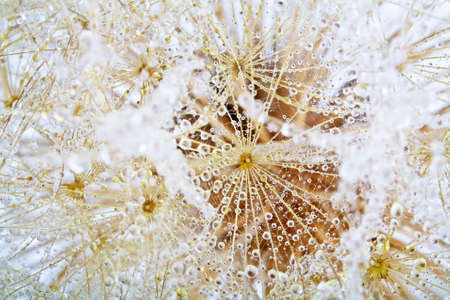 Close-up of dewdrop on the head of dandelionの写真素材