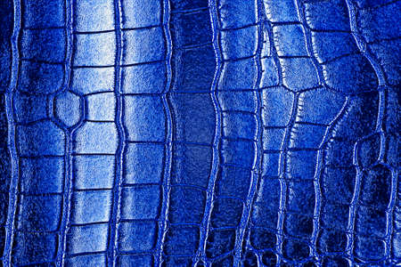 Blue texture of alligator skin, reptile.の写真素材