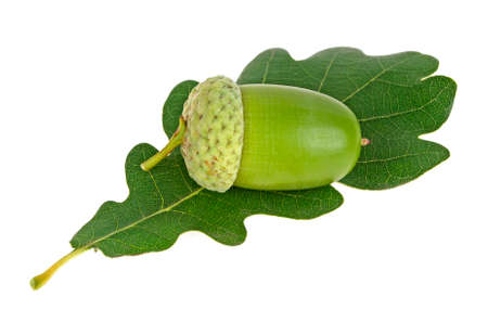 Green acorn with leaf isolated on a white backgroundの写真素材