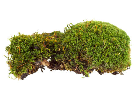 Green forest moss on white backgroundの写真素材