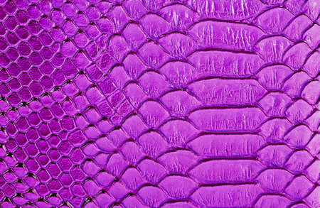 Violet snake skin backgroundの写真素材