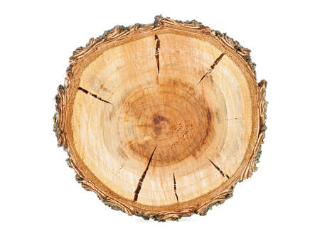 Cross section of tree trunk isolated on white background. Apricot tree.の写真素材