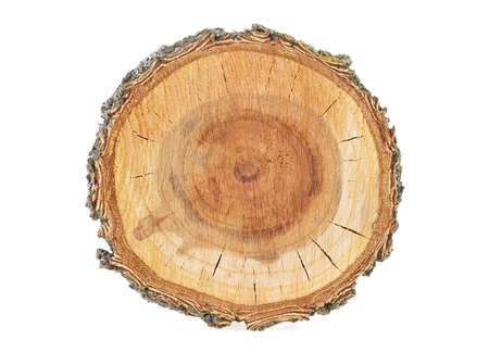 Cross section of the tree, white backgroundの写真素材