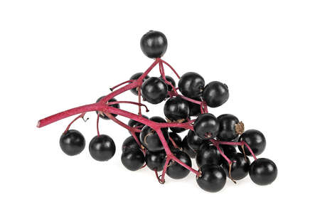 Black elderberry fresh fruit isolated on white backgroundの写真素材