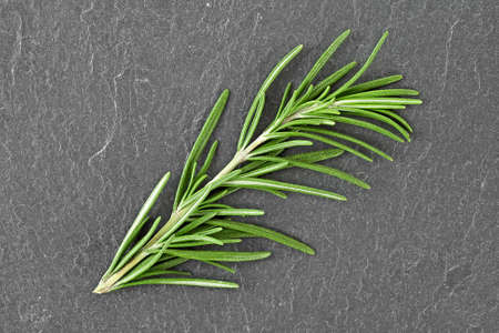 Sprig of rosemary on a dark background. Top view.の写真素材