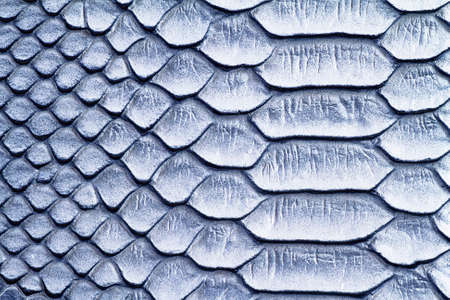 Snake skin background, reptileの写真素材